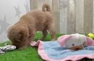 Mini Goldendoodle Puppy for Adoption