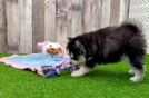 Meet Alyssa - our Pomsky Puppy Video