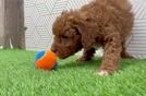 Cavapoo Pup Being Cute