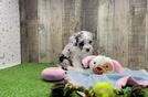 Smart Mini Sheepadoodle Poodle Mix Pup