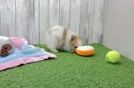 Best Pomeranian Baby