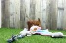 Meet Alanis - our Cavapoo Puppy Video