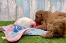 Happy Cavapoo Baby