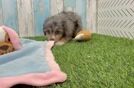 Best Mini Aussiedoodle Baby