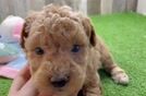 Poochon Puppy for Adoption