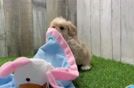 Maltipoo Pup Being Cute