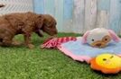 Happy Mini Goldendoodle Baby