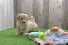 Best Maltipoo Baby