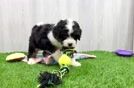 Funny Mini Bernedoodle Poodle Mix Pup