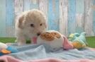 Best Poochon Baby