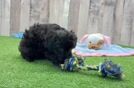 Akc Registered Poodle Purebred Pup