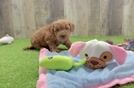 Cute Mini Goldendoodle Baby