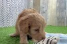 Popular Cockapoo Poodle Mix Pup