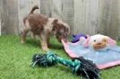 Meet Gunner - our Mini Aussiedoodle Puppy Video