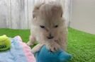 Best Maltipoo Baby