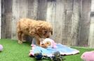 Hypoallergenic Mini Goldiepoo Poodle Mix Puppy