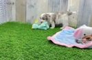 Cockapoo Puppy for Adoption