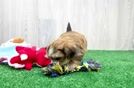 Little Shorkie Tzu Designer Puppy