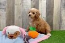 Cavapoo Puppy for Adoption