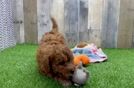 Mini Goldendoodle Puppy for Adoption