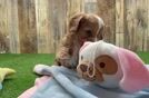 Cute Cavapoo Baby