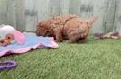 Meet Tanga - our Cavapoo Puppy Video
