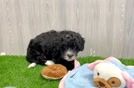 Mini Bernedoodle Puppy for Adoption
