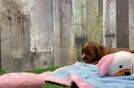 Playful Cavapoodle Poodle Mix Puppy