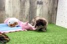 Energetic Havadoodle Poodle Mix Puppy