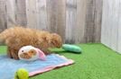 Friendly Mini Goldendoodle Baby