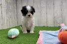 Havanese Pup Being Cute