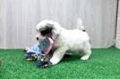Shih Poo Puppy for Adoption