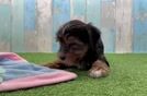 Best Yorkshire Terrier Baby