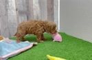 Best Cockapoo Baby