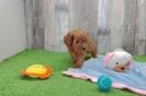 Best Cavapoo Baby