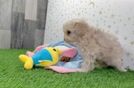 Funny Maltipoo Poodle Mix Pup