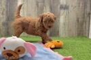 Mini Goldendoodle Puppy for Adoption