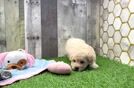 Meet Franklin - our Maltipoo Puppy Video
