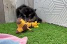 Pomeranian Pup Being Cute