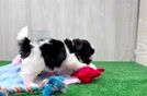 Shih Poo Puppy for Adoption