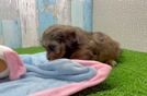 Shih Poo Puppy for Adoption