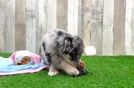 Best Mini Huskydoodle Baby