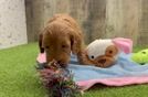 Happy Mini Goldendoodle Baby