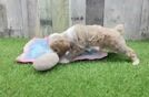 Maltipoo Pup Being Cute