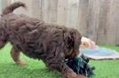 Mini Aussiedoodle Puppy for Adoption