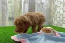 Funny Poodle Baby