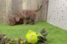 Best Cavapoo Baby