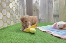 Maltipoo Pup Being Cute