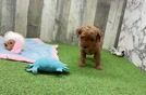 Cute Mini Goldendoodle Baby