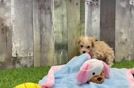 Maltipoo Pup Being Cute